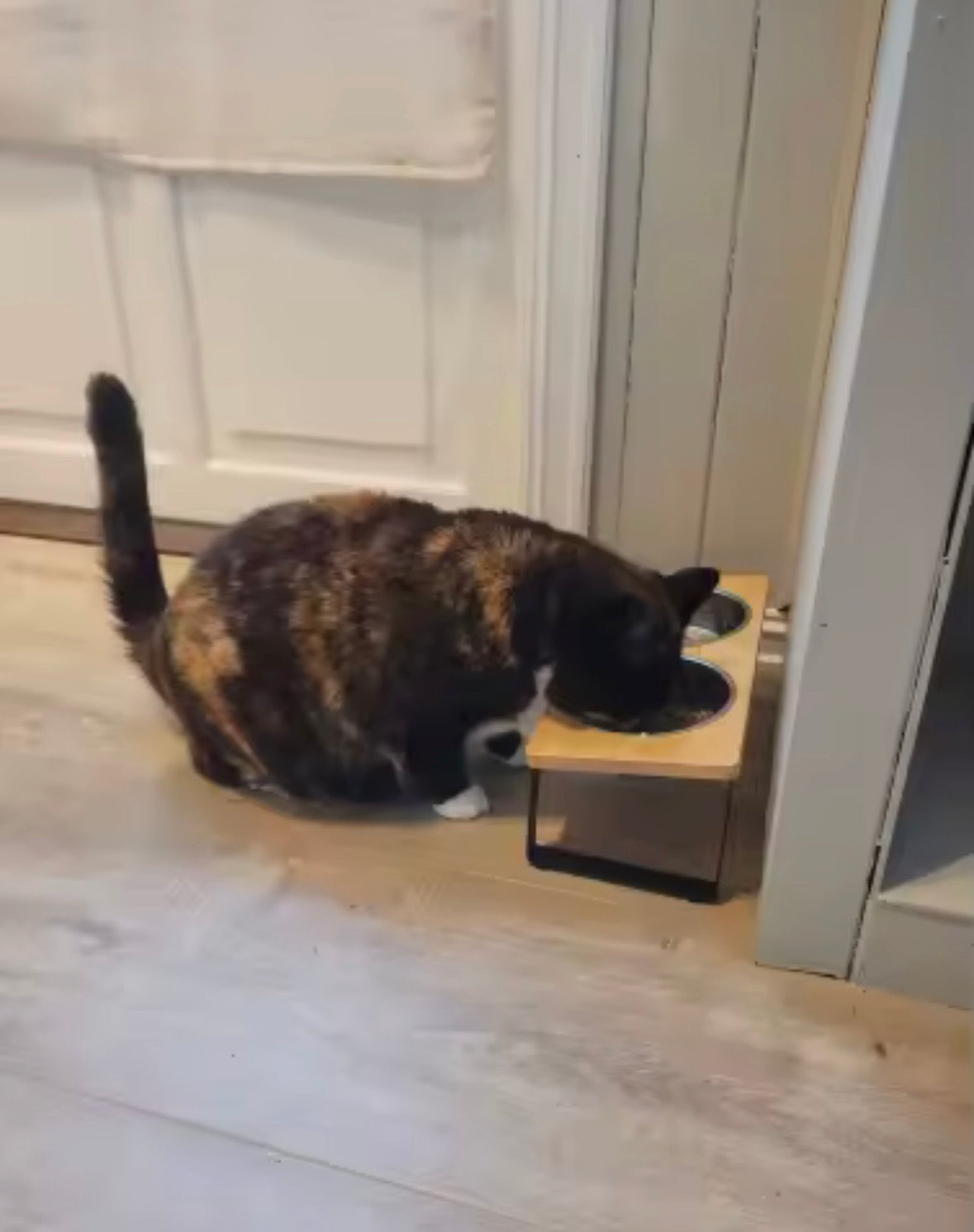 HappyWhiskers Food Bowl😺