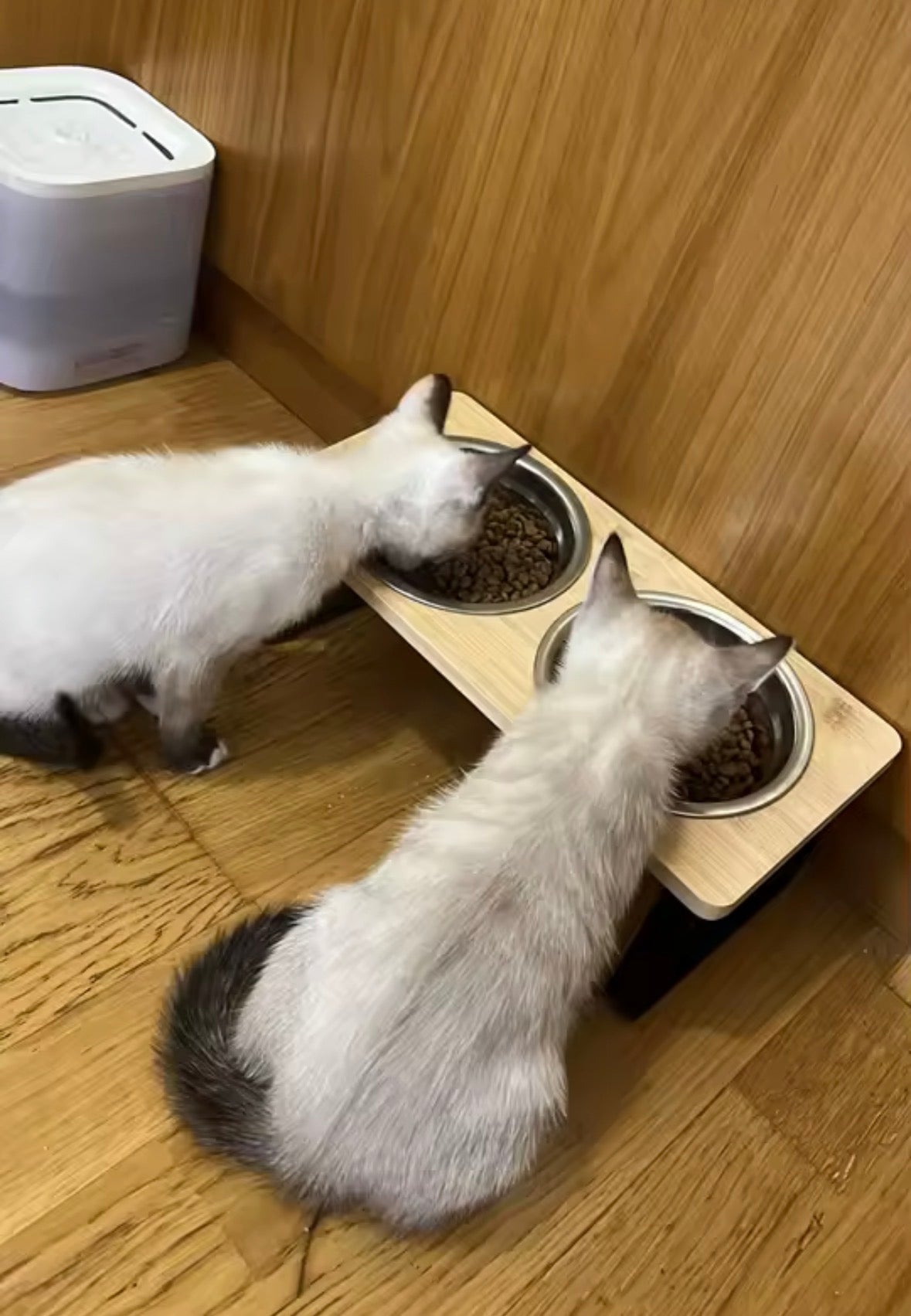 HappyWhiskers Food Bowl😺
