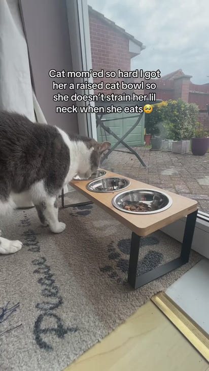 HappyWhiskers Food Bowl😺