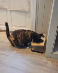 HappyWhiskers Food Bowl😺